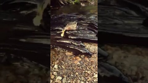 Duck stuck among Eels | Strange Eels turn up in river bed