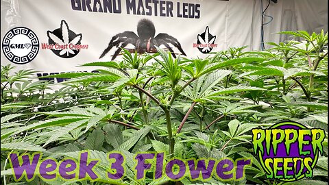 Ripper Seeds GMO x Animal Cookies wk 3 flower in RDWC under @grandmasterlevel Master Bloom 6Red’s