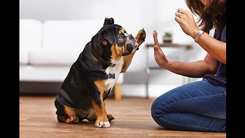 Simple things you should do if you want to improve your dog's behavior