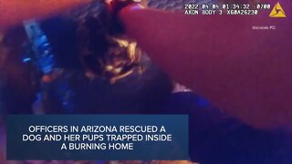 Check This Out: Arizona officers rescue puppies trapped inside burning home