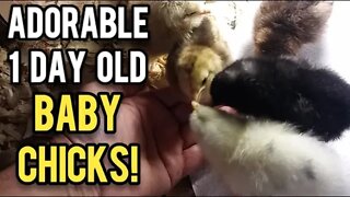 Adorable One Day Old Baby Chicks - Ann's Tiny Life and Homestead