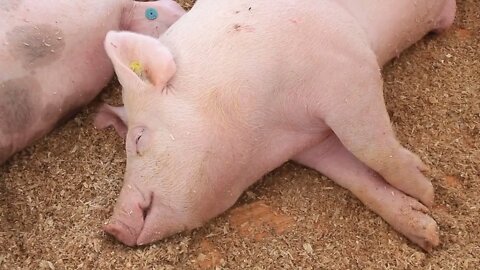 Pigs sleeping video stock footage