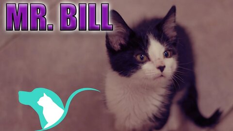 "Mr Bill" | Kitten with obvious balance issues
