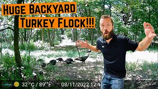 HUGE Turkey Family LIVING In My BACKYARD!!!