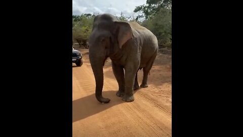 Elephant Eats Dropped Phone