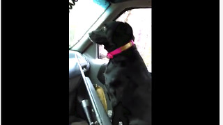 Exhausted Dog Dozes Off On Duty While Deer Hunting