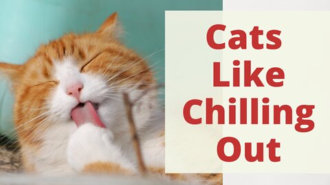 Why Cats Like Chilling Out And Observing The World? Explore Cats And Why Cats Are The Best Pets.