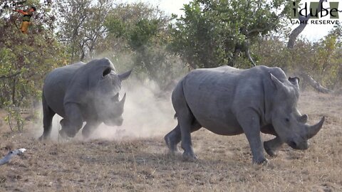 Epic White Rhino Chase In Africa | Endangered Species Spotlight