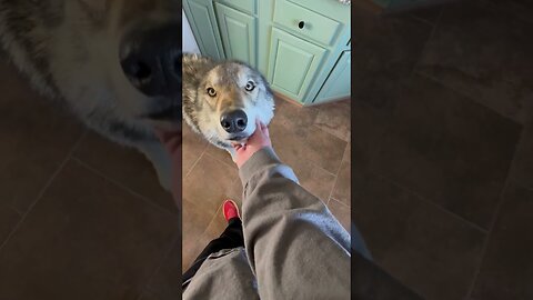 Wolfdog is Scared of High Winds and Comes Inside to Chill Out