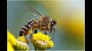 The Australian Bee Genocide