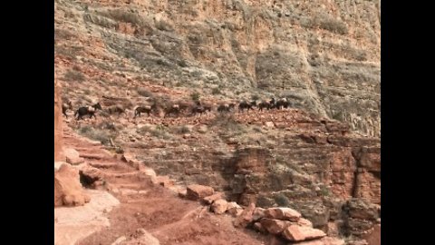 Mules Working in the Grand Canyon
