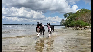 Galloping Great Danes Love Splashing & Dashing On The Beach