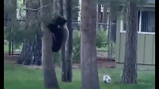 This Is One Happy Bear and He Has Some Skills - HaloWildlife