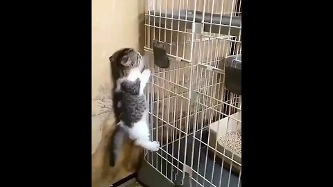 Cat funny video | Pet funny Video | funny animals video