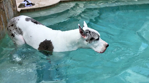 Happy Great Dane Allowed to Go For a Swim