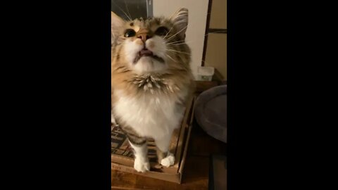 Making funny faces for attention - Kitty Cat Mugsy - The Cat Sanctuary #Short