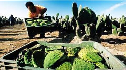 Awesome Nopal Cactus Harvesting 🌵 - Nopal Cactus Cultivation - Cactus Farming and Harvest