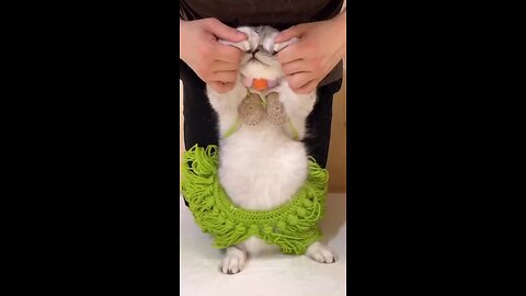 Belly Dance Cat 🐈 - Rumble