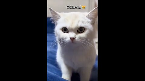 funniest cats ever 2024🤣🐈 ,try not to laugh 😂 😆