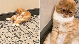 Lazy Cat Sits In The Most Hilarious Position