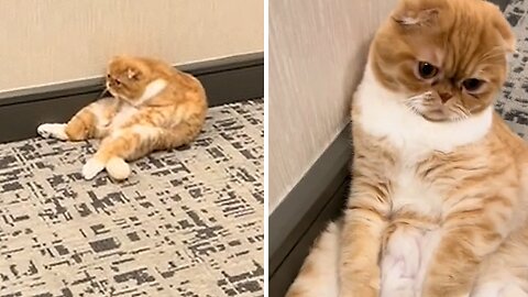 Lazy Cat Sits In The Most Hilarious Position