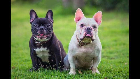 "How the French Bulldog Suddenly Became America's Favorite Dog Breed"