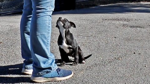 Teaching an 8½ week old Puppy how to Walk on Leash, Basic Obedience, Stop Biting, and more