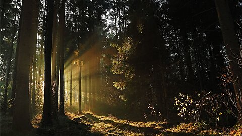 Forest Sounds | Woodland Ambience, Bird Song