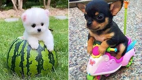 Baby Dogs 🔴 Cute and Funny Dog Videos Compilation | 30 Minutes of Funny Puppy Videos 2023