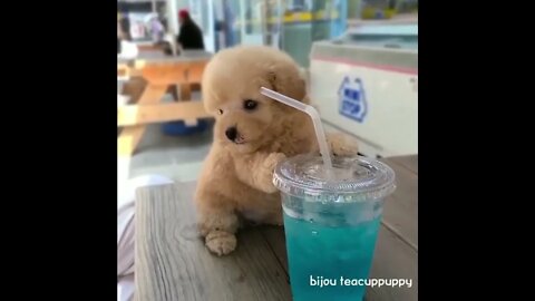 🐕 🥤CUTE BABY ANIMALS Videos Compilation cutest moment of the animals. Soo Cute! #shorts