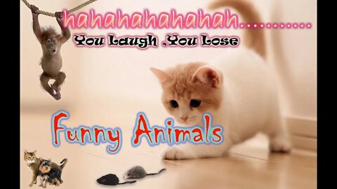 Try not to laugh animals funny video to make you fresh #Petsandwild #funnyanimals #babycat