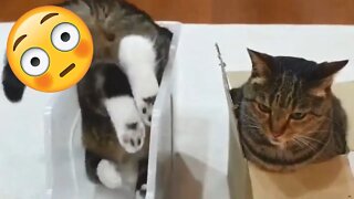 Funny Animals Videos 🤣 Try not to Laugh - Funny Cats and Dogs😻🐶 #42