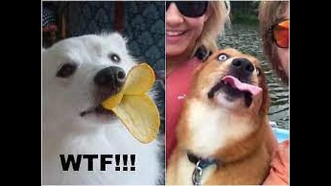 Funny animals / Part 14 😂 #pet #cat #dog #cute #animals #foryou #typ