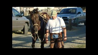 Putting Your Horse In Danger - Good Trusting Horses Learning NOT To Trust