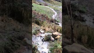 Duck and chickens enjoying spring fed Creek during flood