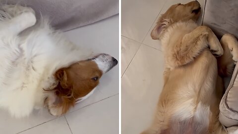 Lazy Dogs Decide To Sleep In Hilariously Awkward Position