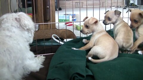 Chihuahua Puppies Startled By Dog's Bark