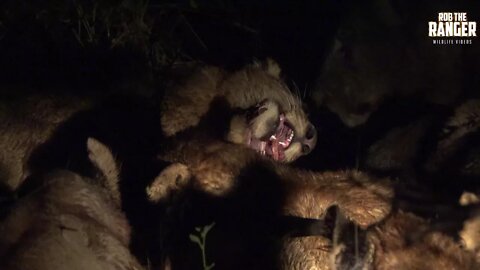 Big Pride Of Lions Eating At Night