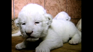 White Lion Cubs Born At Belgrade Zoo