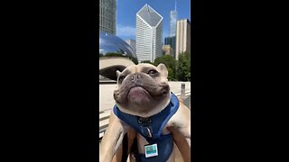 Chicago Bean Surprise| Mochi The French Bulldog