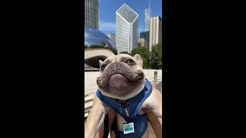 Chicago Bean Surprise| Mochi The French Bulldog