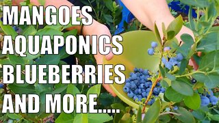 Aquaponics, Removing the Pond, Wicking Barrels, Root Pouches & More