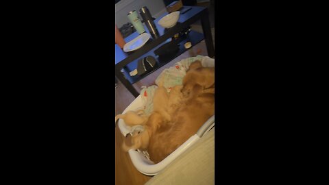 Golden Retriever puppies squished by mom