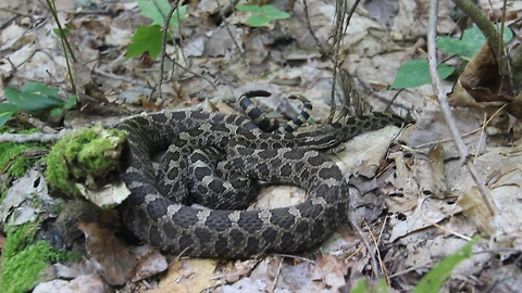 Hiker encounters two rattlesnakes on trail near her feet