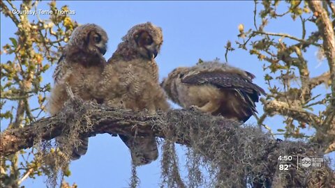 Activists say 2 horned owls in Philippe Park died from rat poison