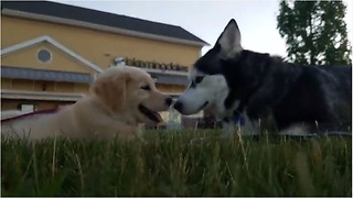 Siberian Husky "chats" with Golden Retriever puppy