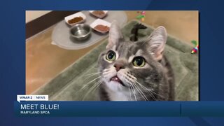 Blue the cat is up for adoption at the Maryland SPCA