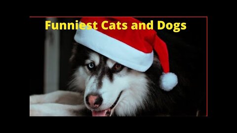Funniest Cats and Dogs - Best Of The 2022 Funny Animals Videos 🐱🐶 #13