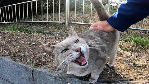 A stray cat that was cautious at the beginning, gets used to human, and at the end, gets stroked