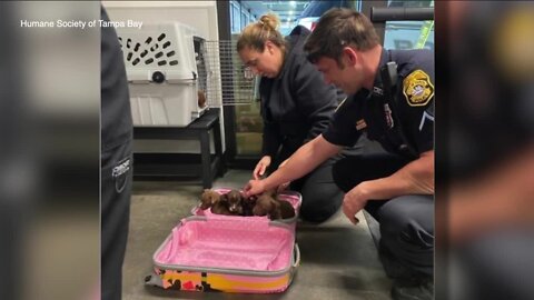 6 puppies found in closed suitcase outside Tampa vacation rental